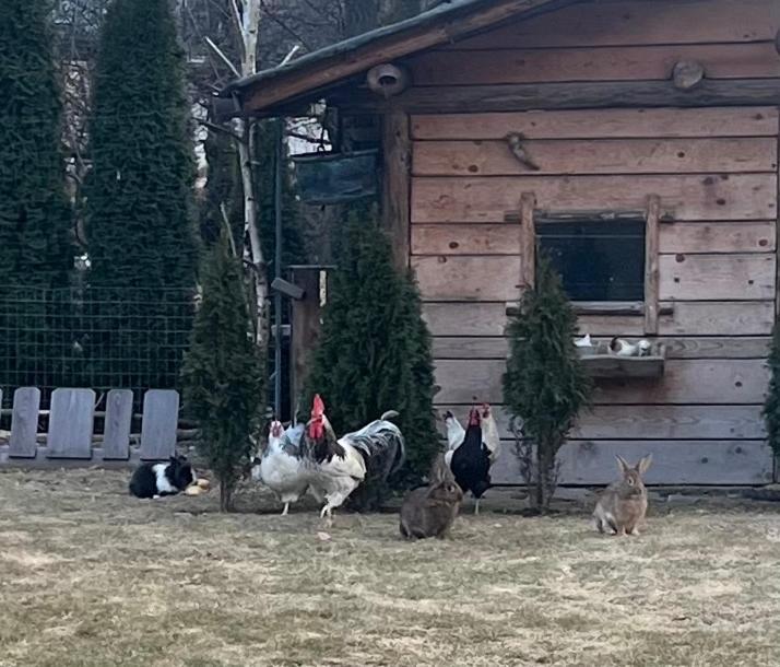 B&B Casa Il Sasso Pinzolo Zewnętrze zdjęcie